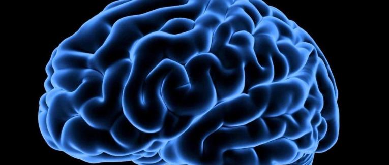Mon cerveau, c'est mon second organe préféré !