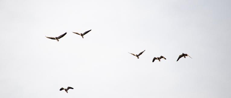 L'amour donne des ailes