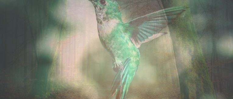 Les oiseaux
