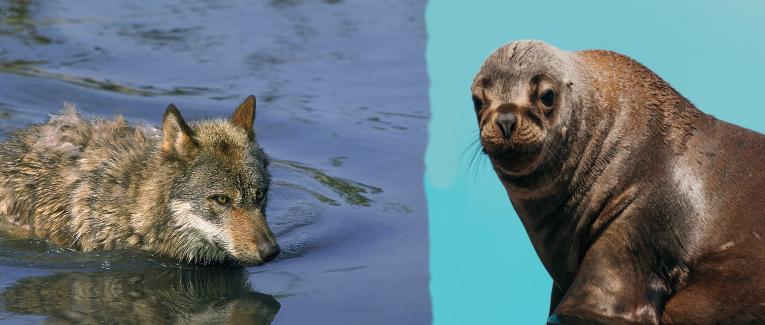 LOUP-PHOQUE