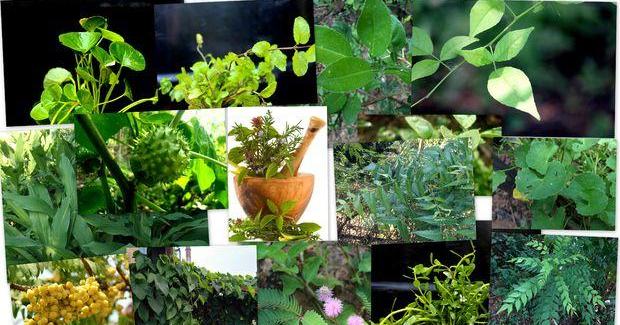 L'AYURVEDA