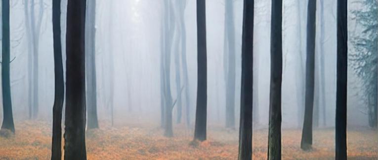Sounds of Nature/Sounds Effects