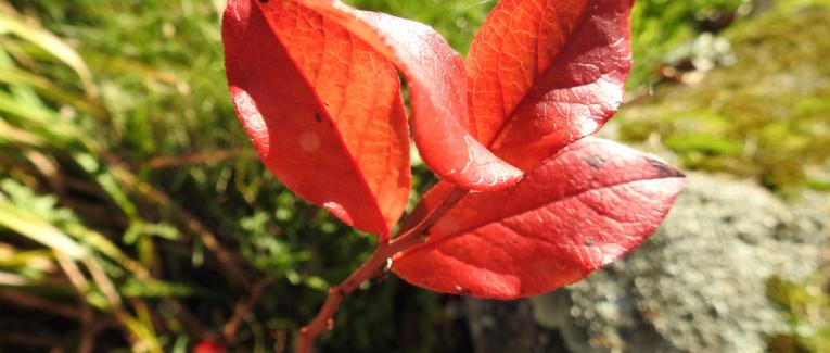 Gîte de mots - Sans chichi ni tralala