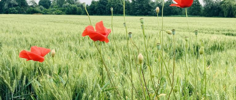 La forêt des contes oubliés