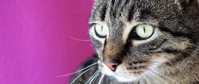 Le chat, écrit sur le pouce.