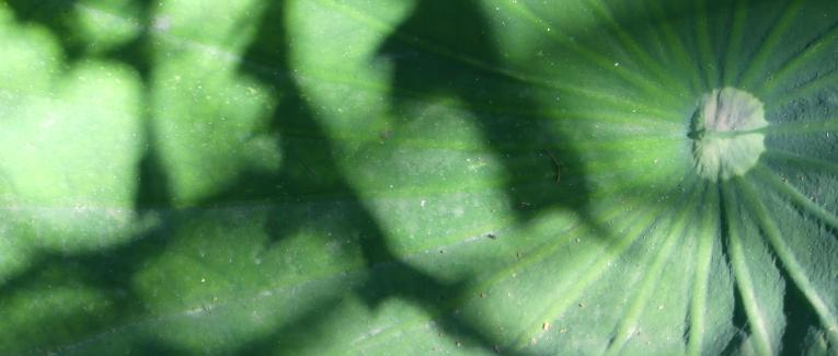 Et au milieu coule la rivière...