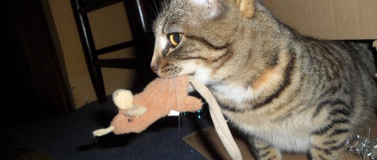 Une vie de chat