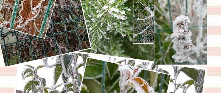 PLANTI
PLANTA et patata