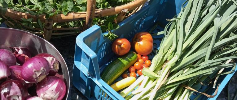 Le petit potager et les autres...