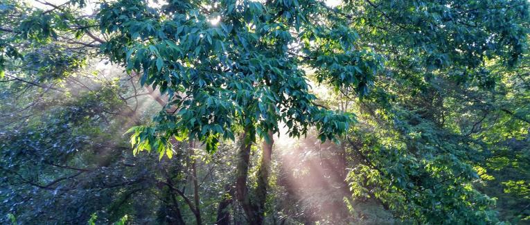 Poésie, mon jardin secret