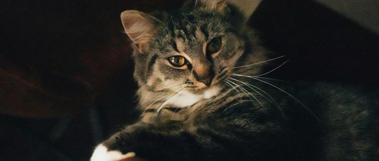 C'est Lundi, Faites Pas Chier !