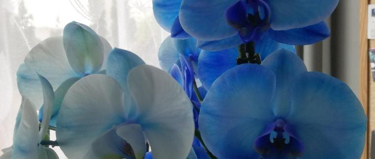 Jean-Pierre SPANO Créateur de Citations et d'Ecrits divers.