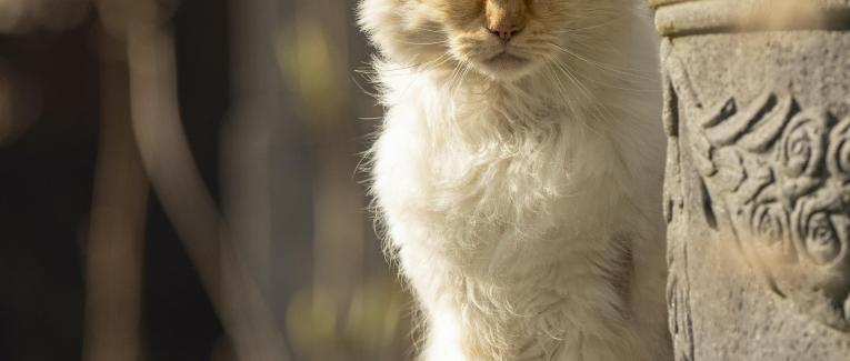 Le casque magique : Martha la chatte