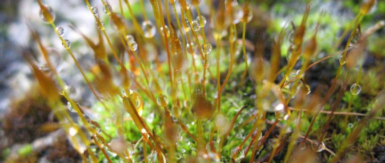 Opinions, Humeurs et tralala !