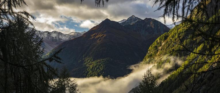 À l'ombre des lisières