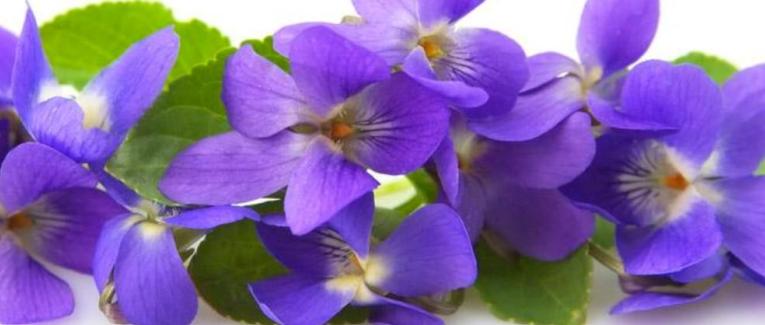 Un parfum de violette