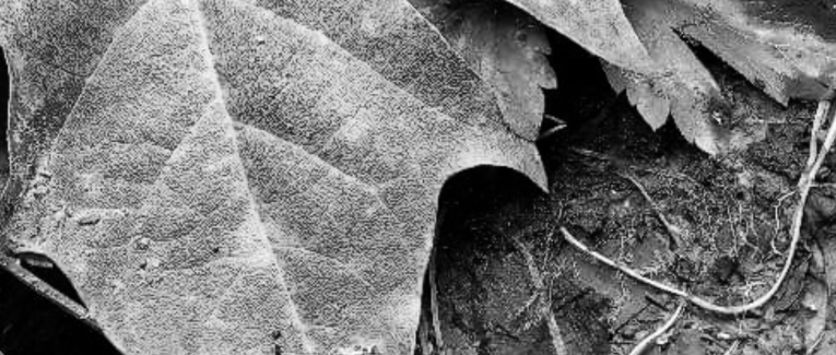 Poétisation à contre-courant