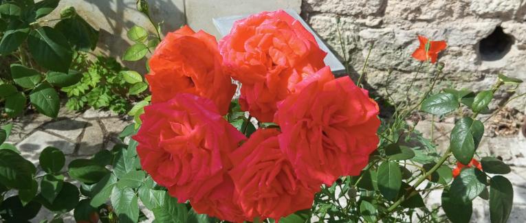 La Renaissance, Le progrès Quiz