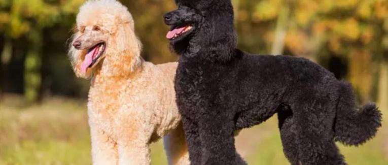 Chien.ne.s de vie