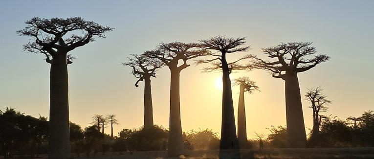 En Excursion à Madagascar