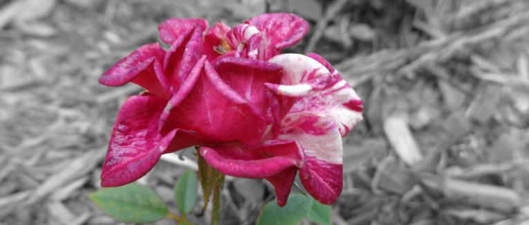 Flora
