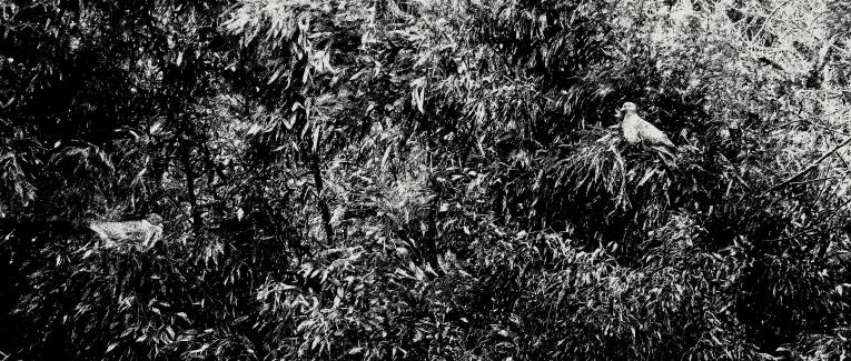 Dessin Peinture Illustration