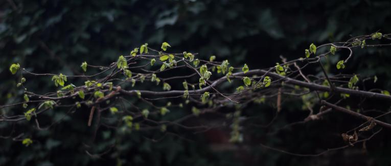 Réflexions écologiques