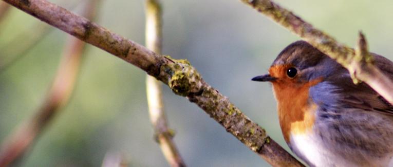 Soyons oiseaux