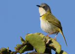 Cunnilinctus