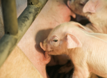 Cochonnet