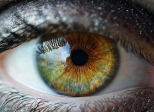 Lentille