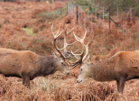 Rut - 2