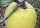 Jour n°1 #Apple #Pomme