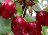 Les cerises de la joie et de l’amour