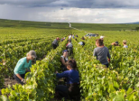 Vendanges