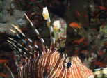 Le poisson lion et le système