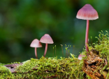 Un bien vilain Champignon