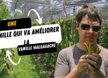 Le Brésil va révolutionner le monde de la vanille