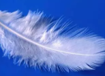 Les plumes de l'aurore