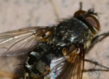 Mouche (5-7-5)