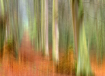Mini expo photo 13 : La forêt