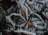 Glace