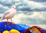 Mouette rieuse et les boules jaunes.