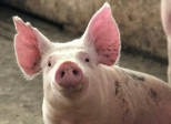 Cochon