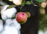 Le ver est dans le fruit !