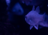 Le poisson qui tire