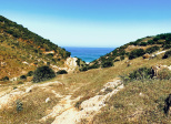 Bois de santal