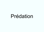 Prédation