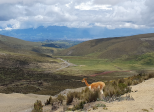 L'Avenue des Volcans