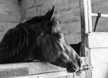 Ecurie Kevyn Thonnerieux : Qui es tu Mélissande Chabran ?